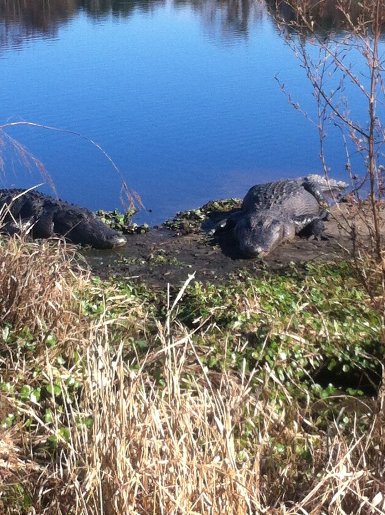 These guys are a little easier to spot!