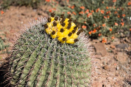 Mac Observatory to Safford-96